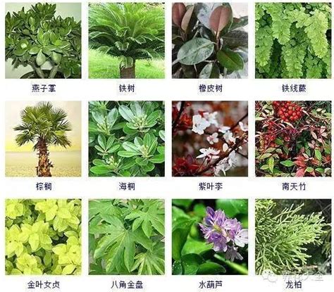 植物名稱大全|台灣植物資訊整合查詢系統